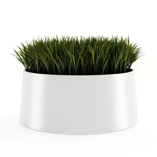 Decorative Grass