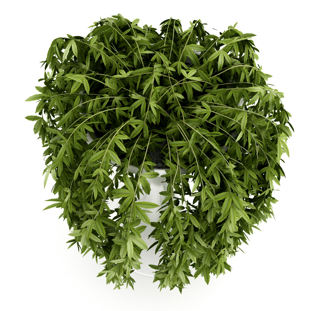 Climbing Plant 3D model_3