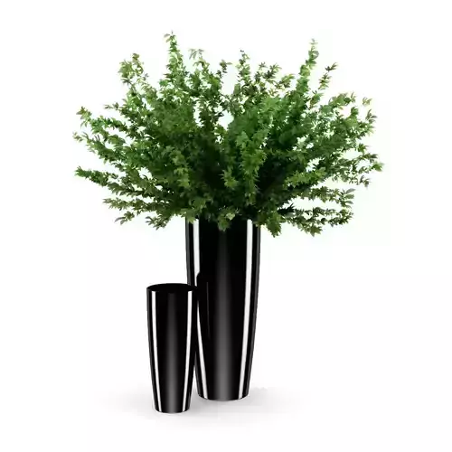 Plant in Black Pot