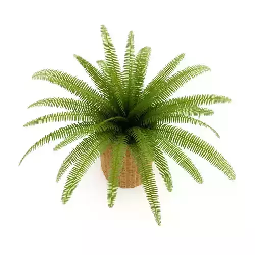 Fern in Wicker Basket