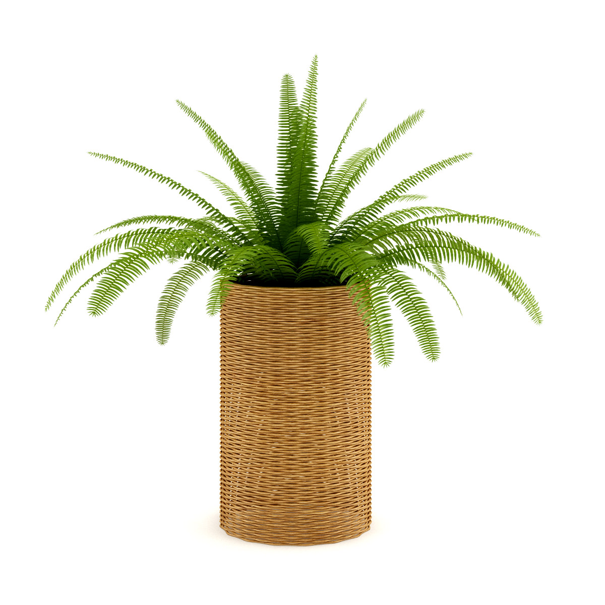 Fern in Wicker Basket 3D model_1