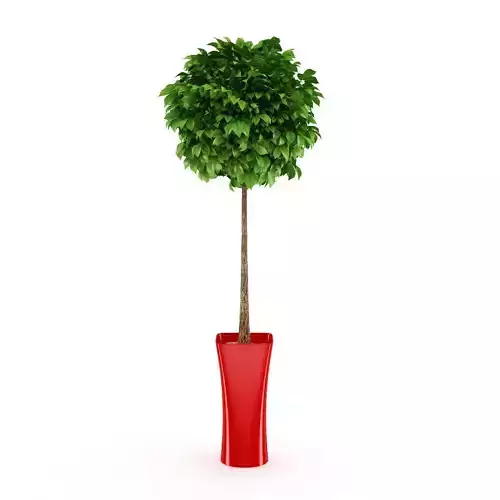 Potted Tree