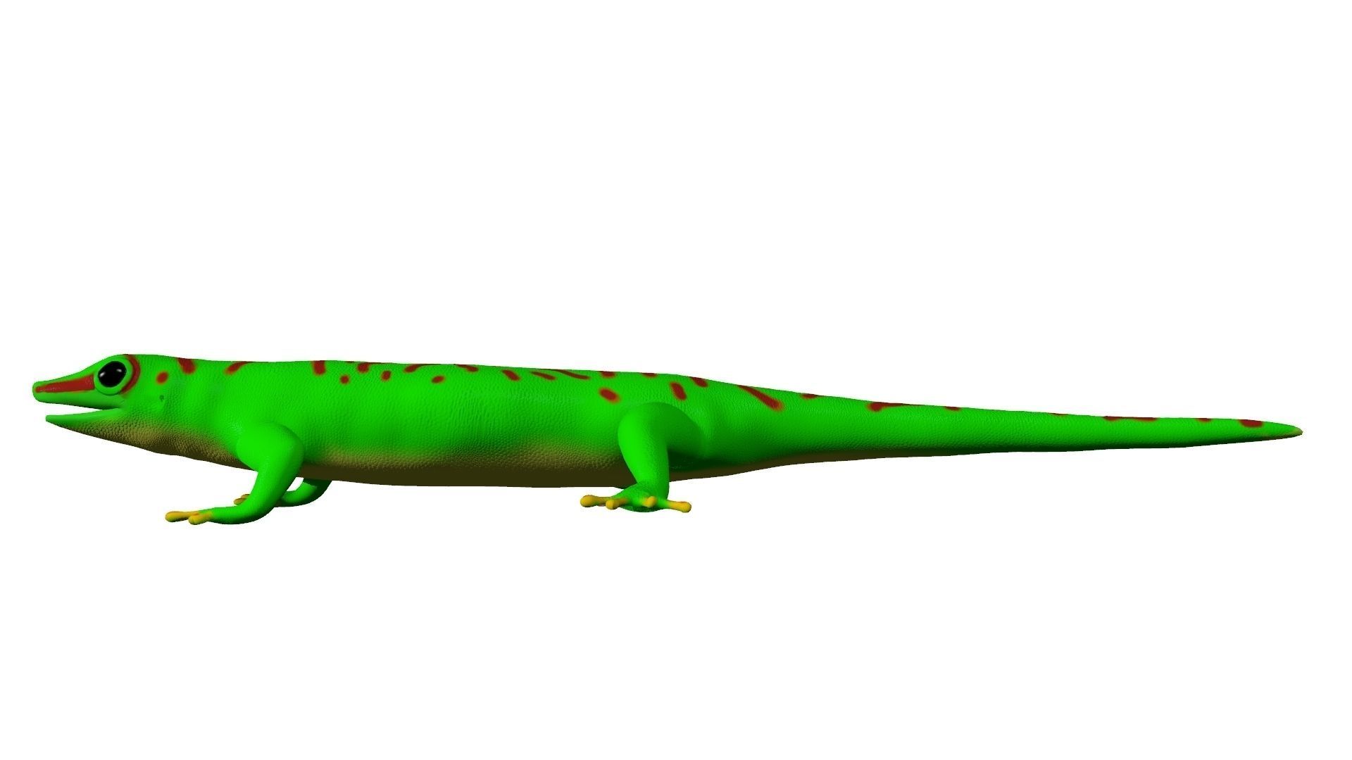 Madagascar Day Gecko 3D model_3