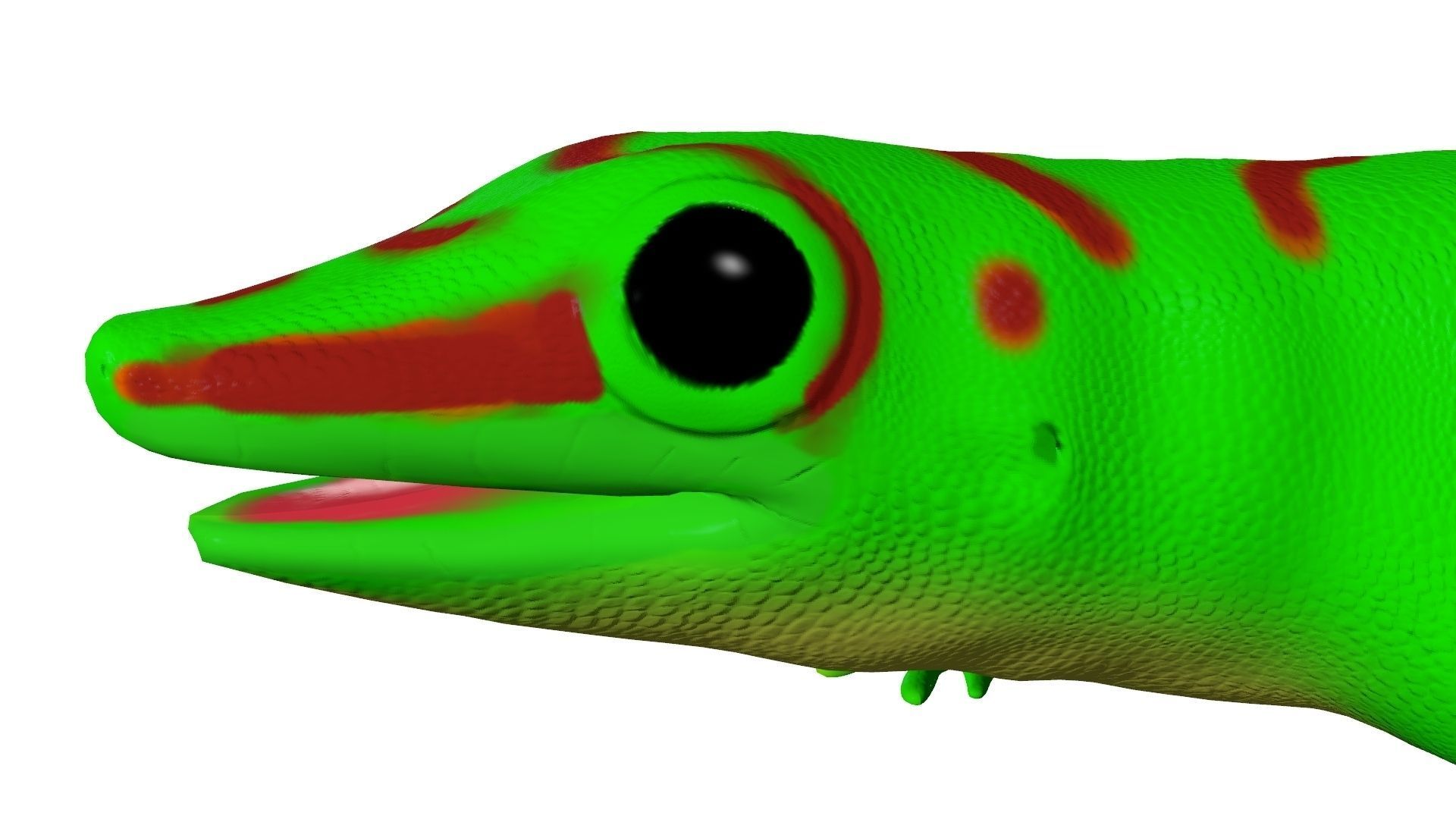 Madagascar Day Gecko 3D model_2