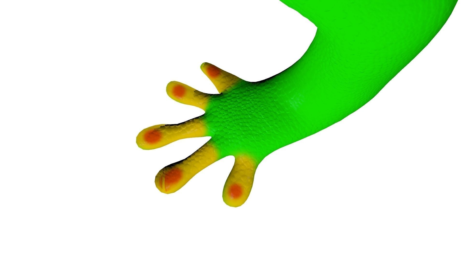 Madagascar Day Gecko 3D model_4