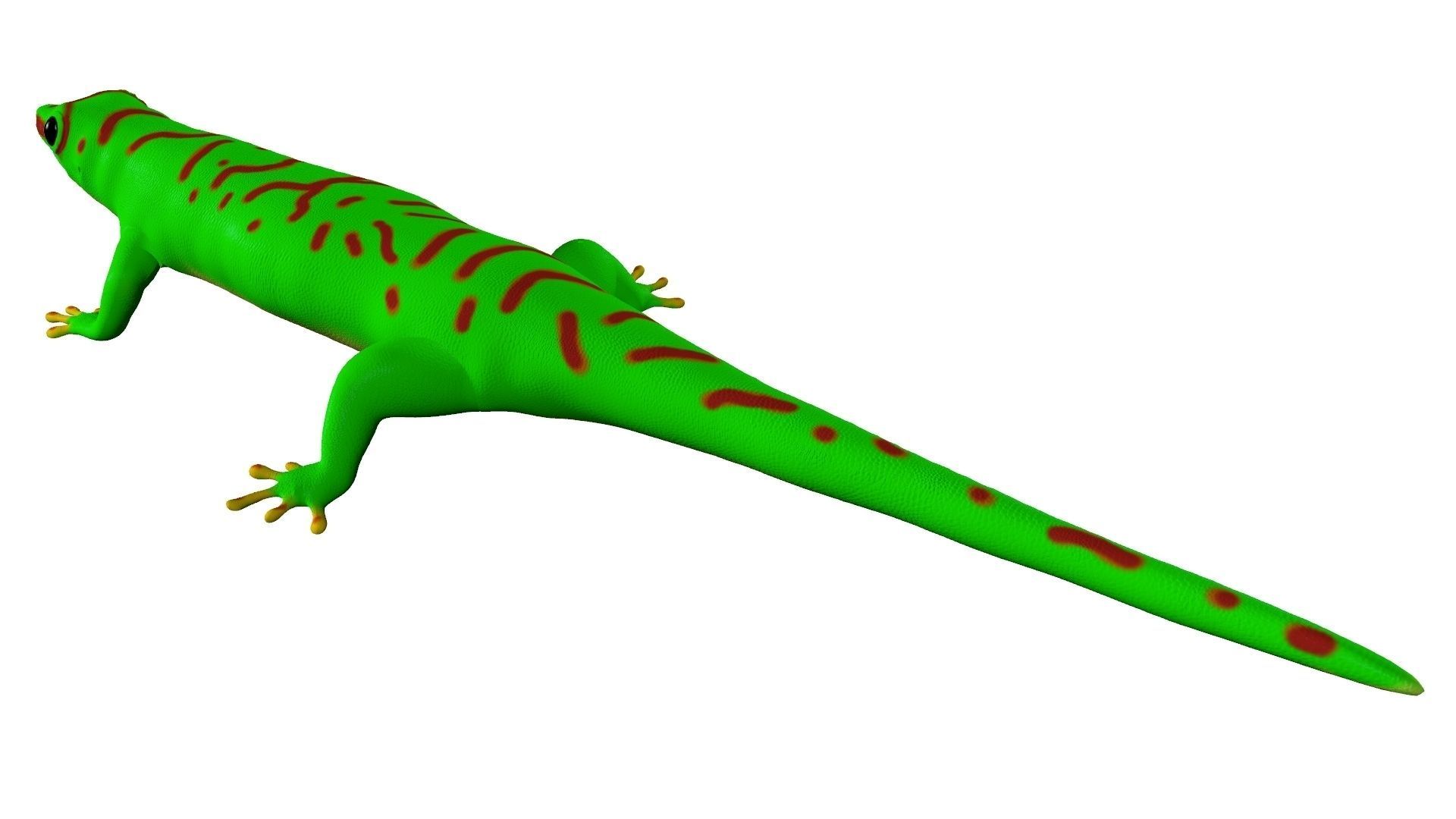 Madagascar Day Gecko 3D model_5