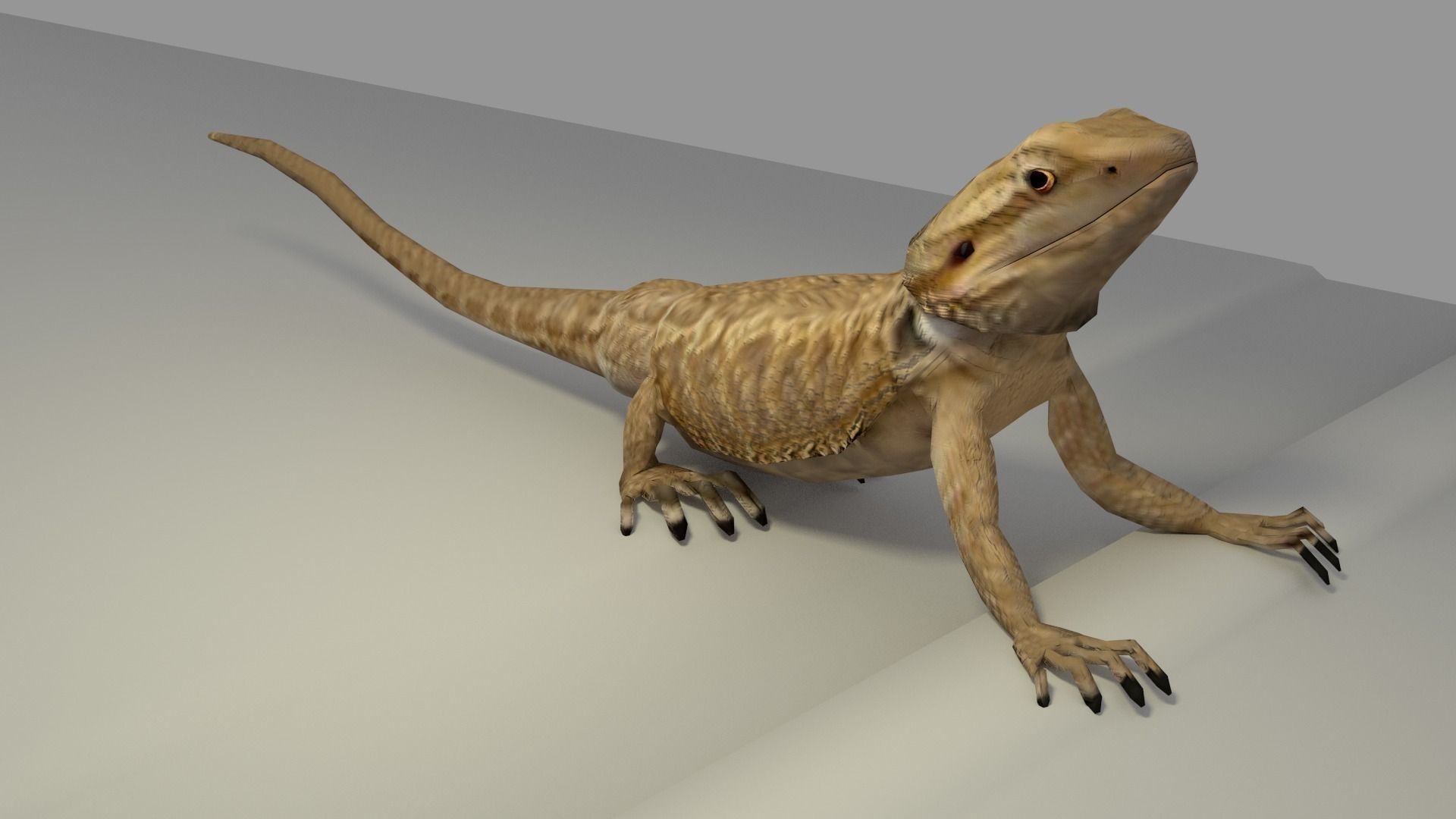 Bearded Dragon low-poly Low-poly 3D model_3