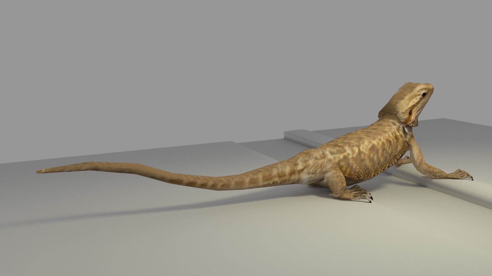 Bearded Dragon low-poly Low-poly 3D model_2