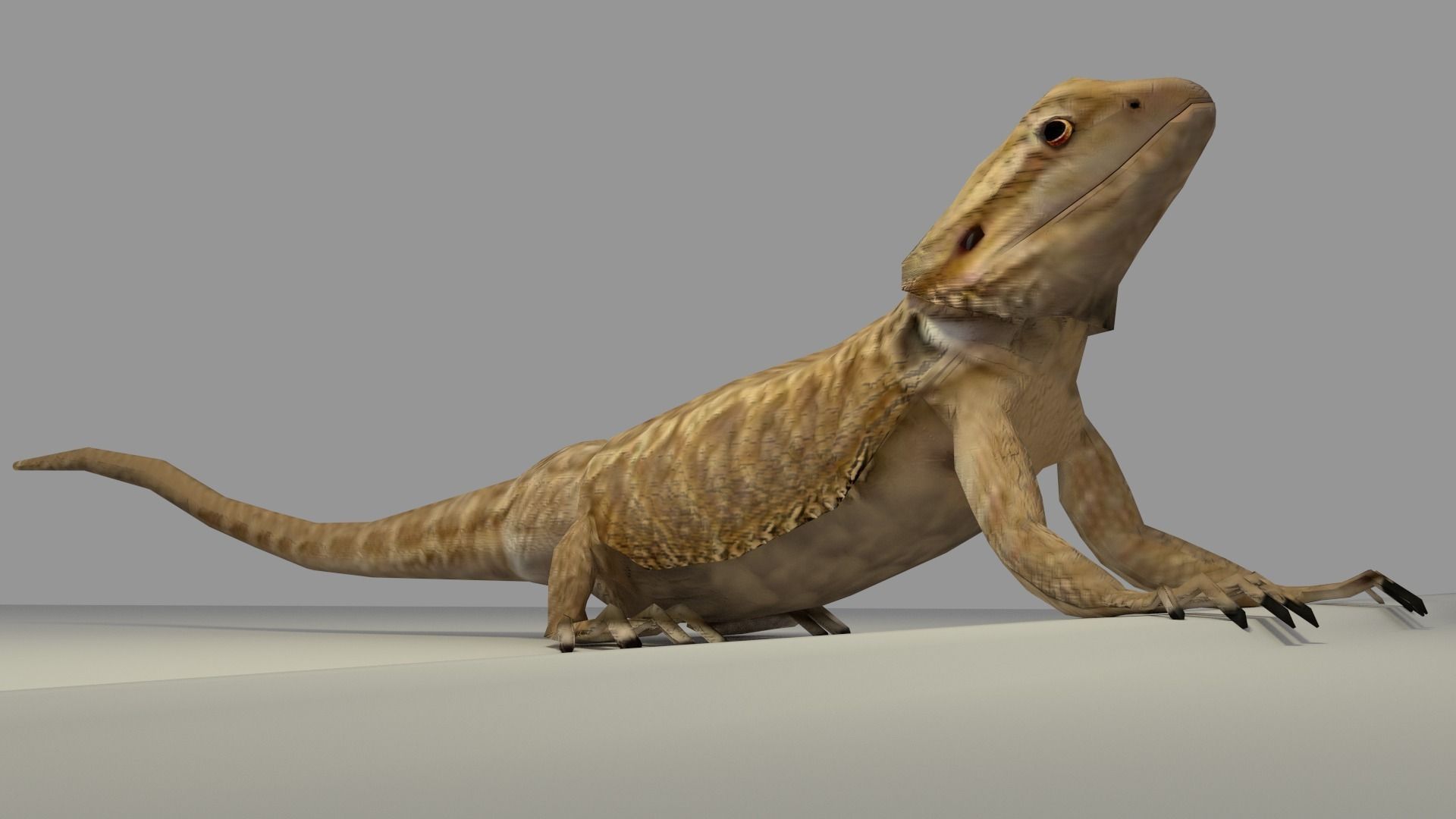 Bearded Dragon low-poly Low-poly 3D model_4