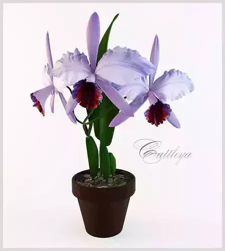 orchid cattleya