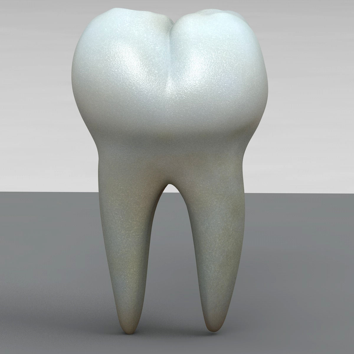 Realistic Human Teeth 3D model_8