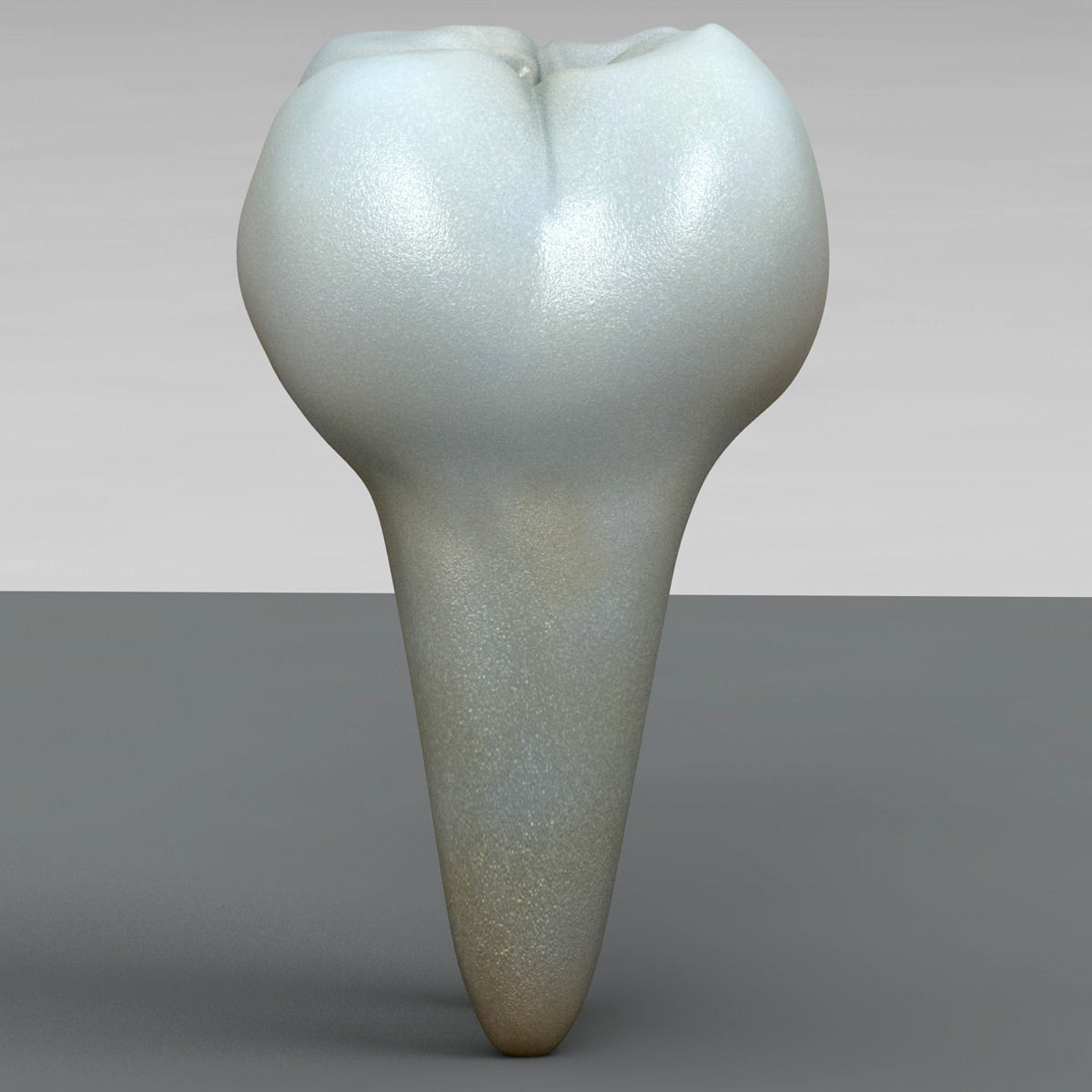 Realistic Human Teeth 3D model_3