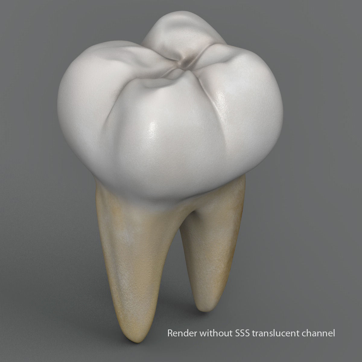 Realistic Human Teeth 3D model_1