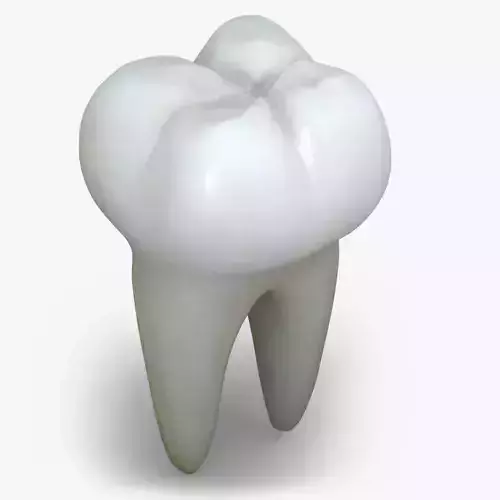 Realistic Human Teeth 3D model