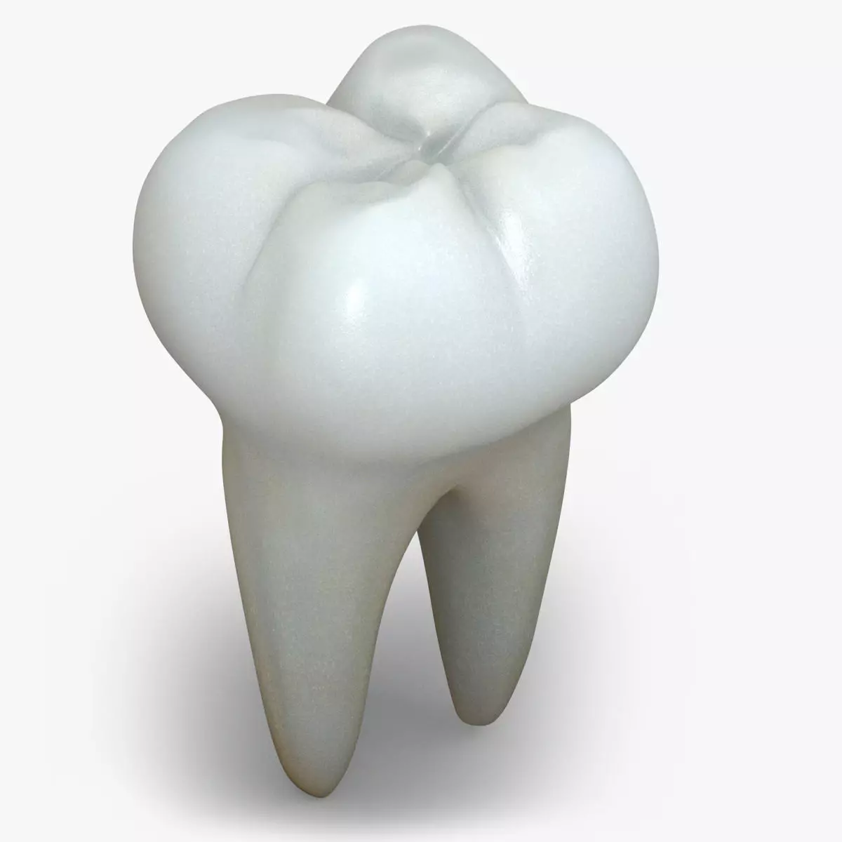 Realistic Human Teeth 3D model_0