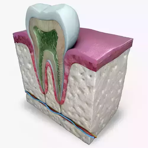 Teeth diagram 3D model