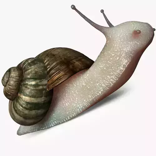 Realistic Snail