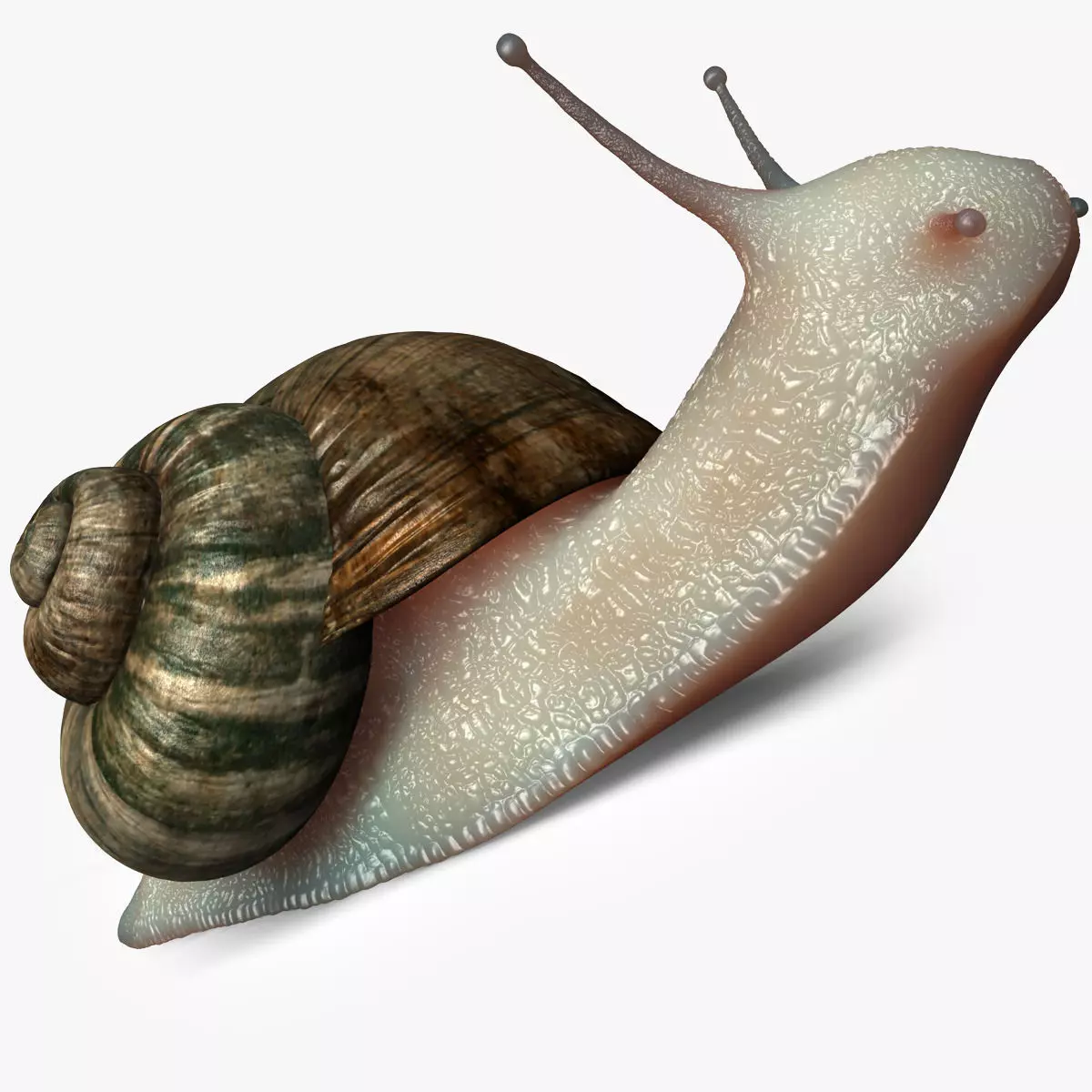 Realistic Snail 3D model