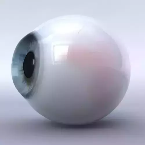 Human Eyeball