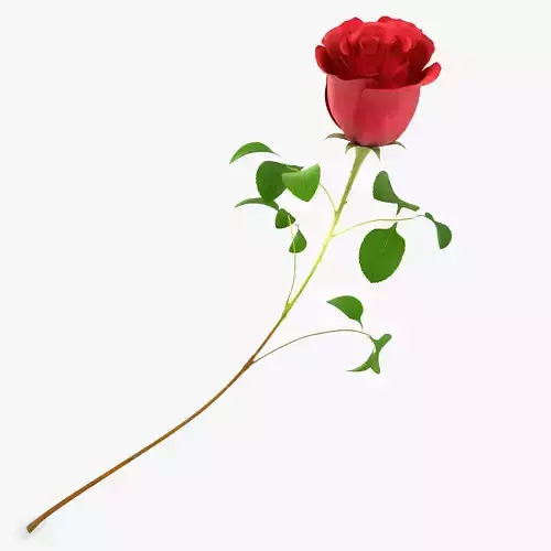 Rose Flower Red 3D model