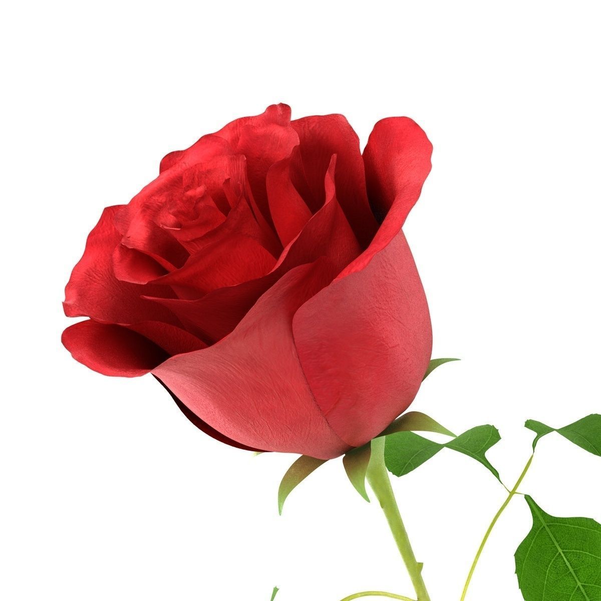 Red rose 3