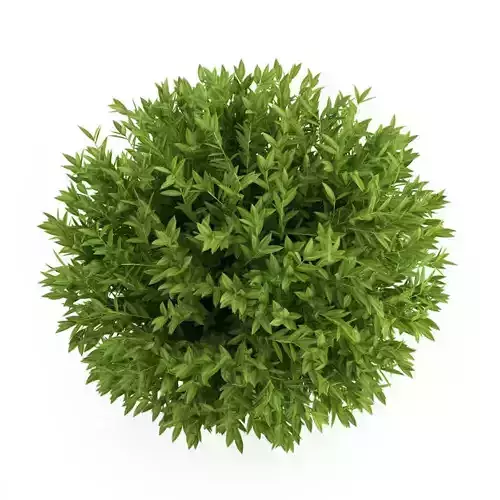 Bay Laurel Laurus nobilis