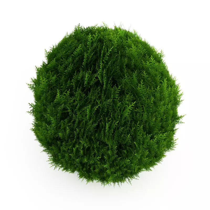 Eastern Arborvitae 2 Thuja occidentalis 3D model_0