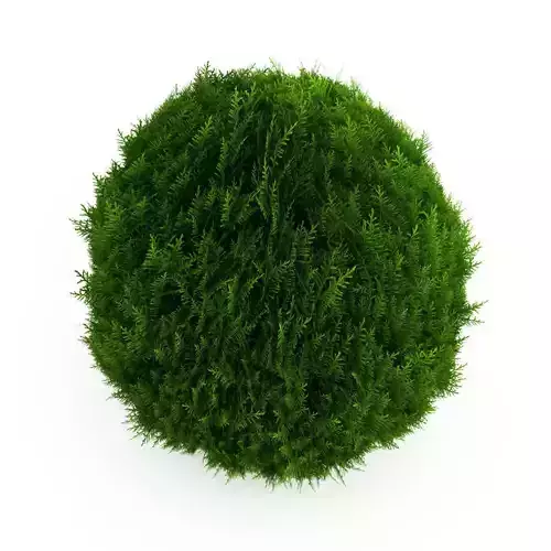 Eastern Arborvitae 2 Thuja occidentalis 3D model