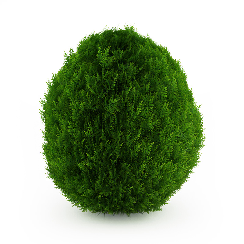 Eastern Arborvitae 2 Thuja occidentalis 3D model_2