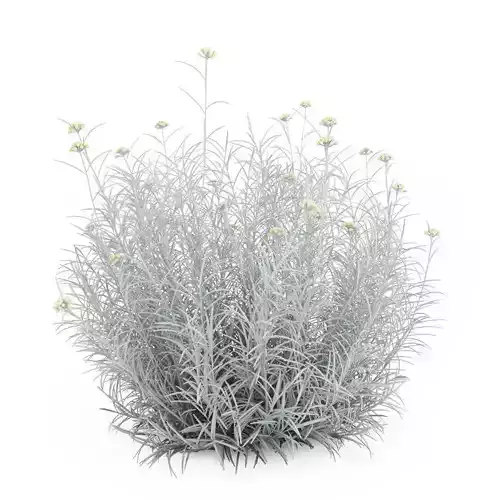 Red everlasting Helichrysum