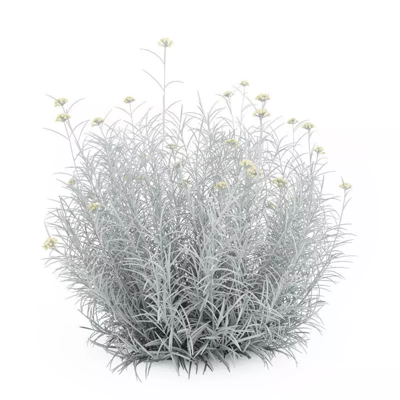 Red everlasting Helichrysum 3D model