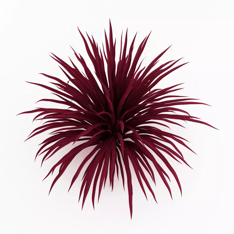 Cabbage Tree Cordyline australis 3D model
