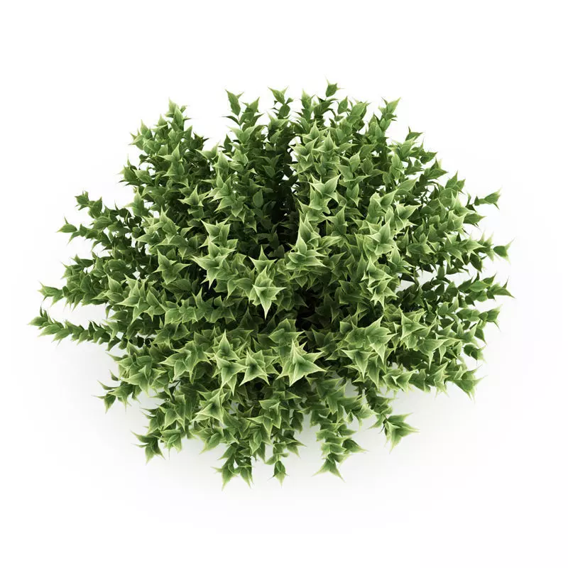 Red-Barked Dogwood Cornus Alba 3D model