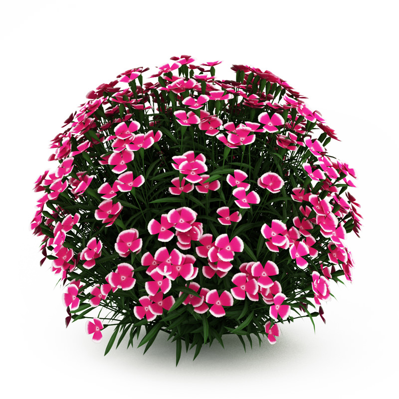 Alpine Pink Dianthus 3D model_2