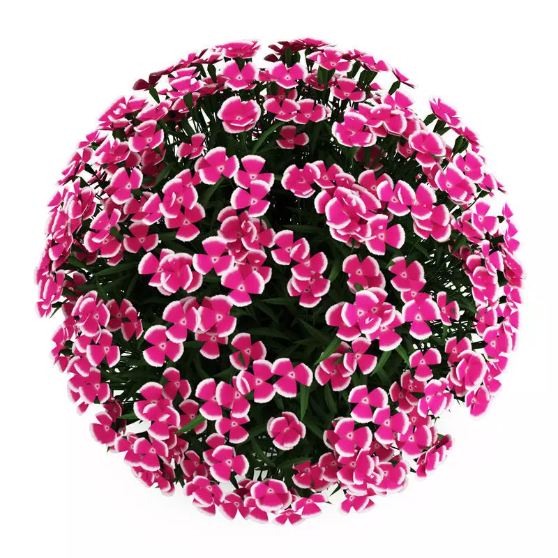 Alpine Pink Dianthus 3D model_0