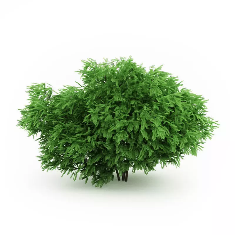 Desert False Indigo Amorpha fruticosa 3D model