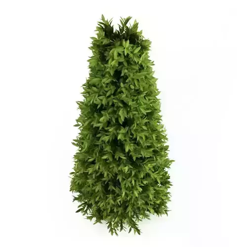 Bay Laurel 2 Laurus nobilis