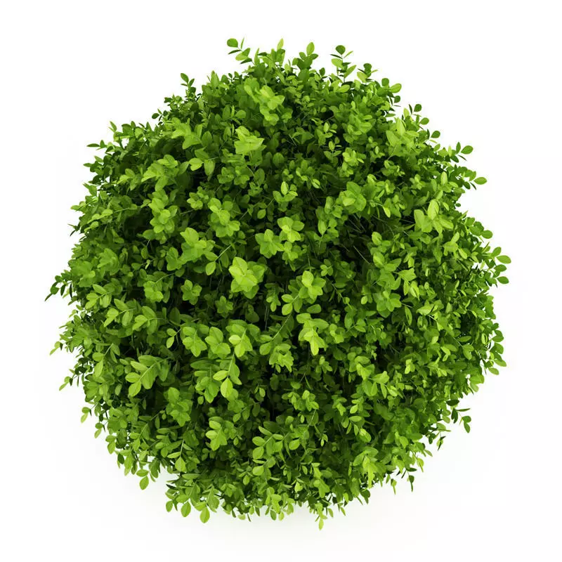 Dwarf English Boxwood Suffruticosa Buxus sempervirens 3D model_0