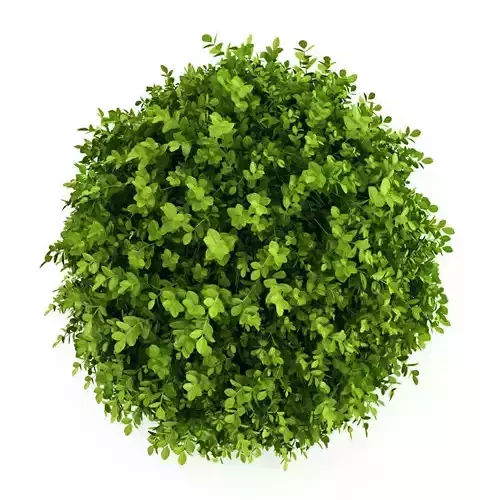 Dwarf English Boxwood Suffruticosa Buxus sempervirens