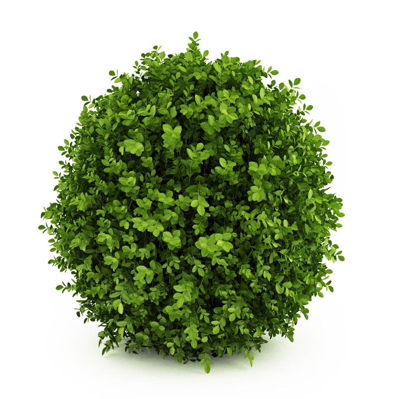 Dwarf English Boxwood Suffruticosa Buxus sempervirens 3D model_2