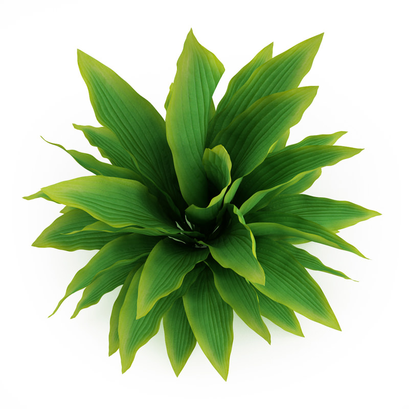 Funkia Hosta 3D model_2