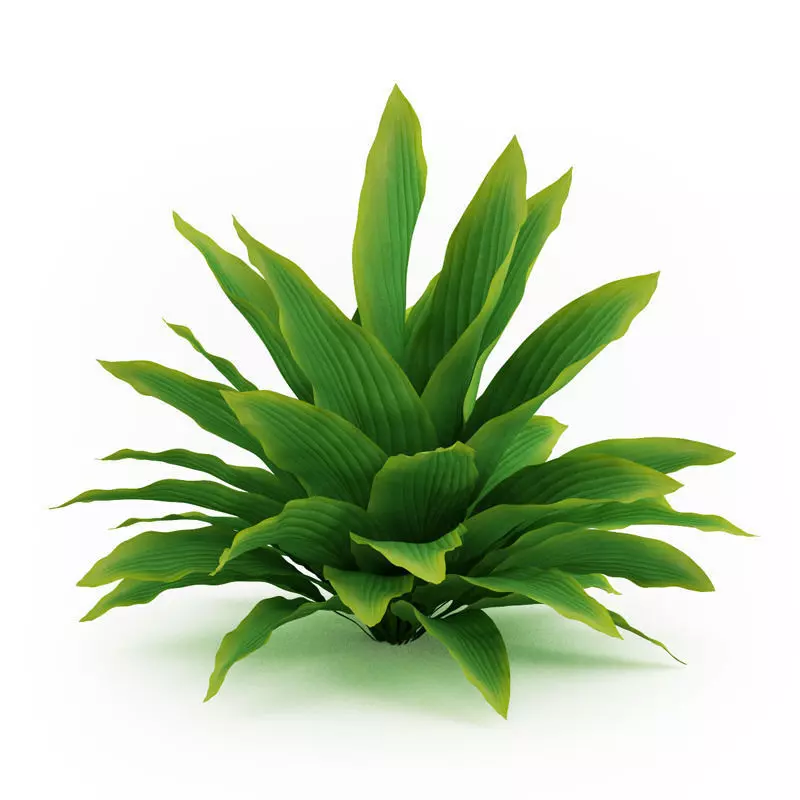 Funkia Hosta 3D model_0
