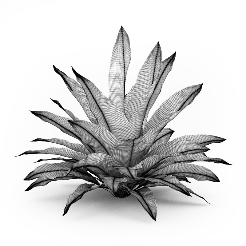 Funkia Hosta 3D model_1