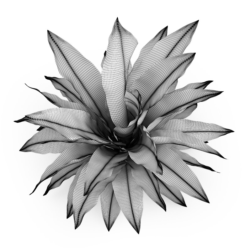 Funkia Hosta 3D model_3