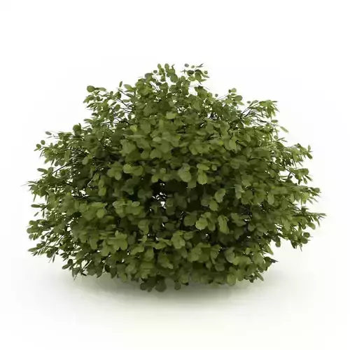 Common Hazel Corylus avellana 3D model