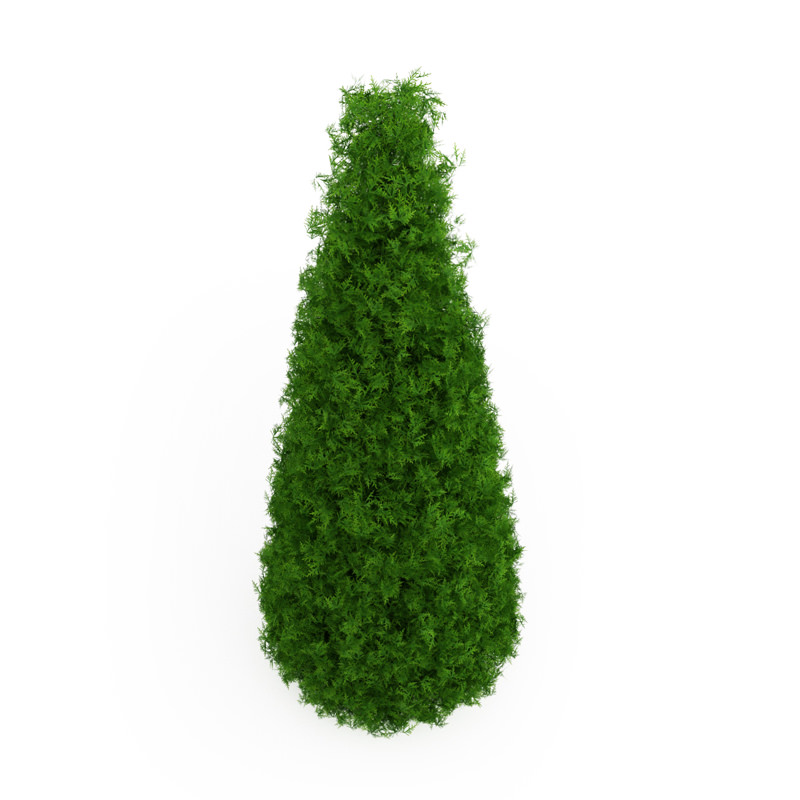 Eastern Arborvitae Thuja occidentalis 3D model_2