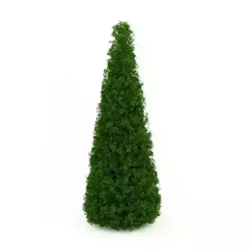 Eastern Arborvitae Thuja occidentalis 3D model