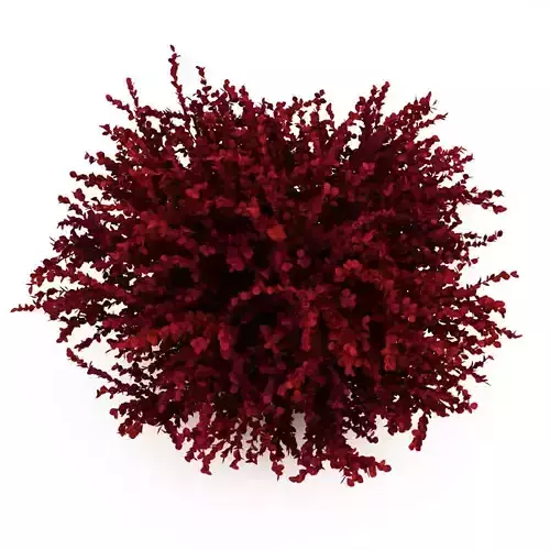 Red Leaf Japanese Barberry Berberis thunbergii Atropurpurea