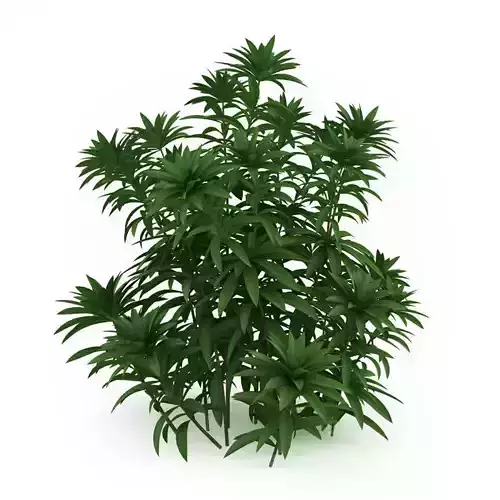 Japanese andromeda Pieris japonica