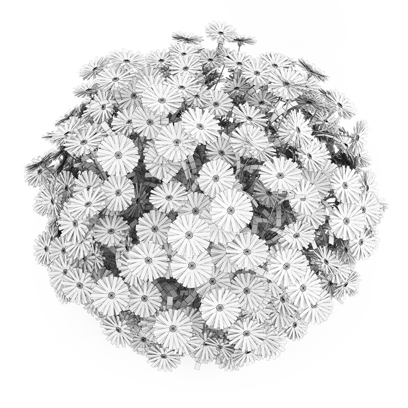 Ney York Aster Aster dumosus 3D model_3